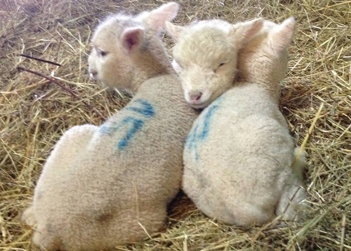 Trois agneaux éléver sous la mère dans les près d' anjou